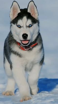 a black and white husky dog with blue eyes running in the snow, looking at the camera