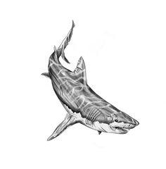 Sketching shark sketch grafics графика акула эскиз тату tattoo Shark Sketch, Hai Tattoo, Marine Tattoo, Shark Drawing, Sea Tattoo, Whale Tattoos, Shark Art, Shark Tattoos, Sun Tattoos