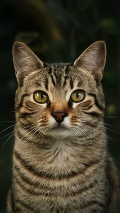 a close up of a cat looking at the camera with an intense look on its face