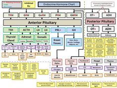 an overview of the structure of human anatomy