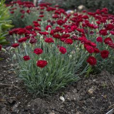 some red flowers are growing in the dirt