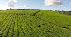 an aerial view of a large green field