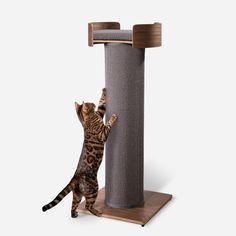 a cat playing with a scratching post on top of a wooden flooring board,