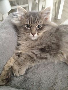 a fluffy cat laying on top of a gray blanket next to a white table and chairs