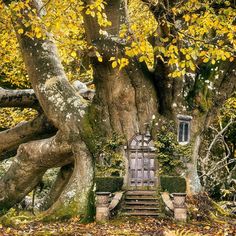 an old tree with stairs leading up to it