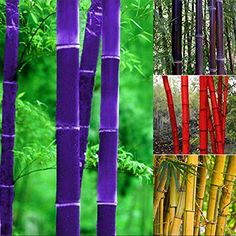 several different types of bamboo trees in various colors