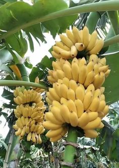 several bunches of bananas hanging from a tree