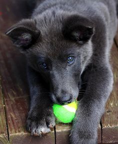 a puppy chewing on a tennis ball on a wooden deck with it's paws in the air