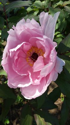 a large pink flower is blooming in the sun and green leaves are around it