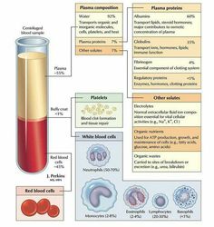 the diagram shows different types of blood cells