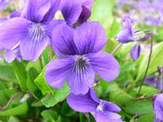 purple flowers with green leaves in the background