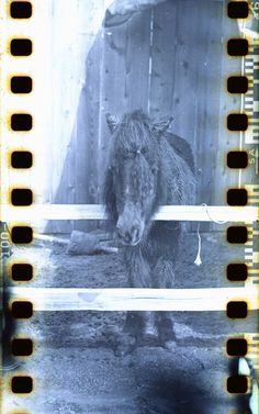 an old photo of a horse behind a fence