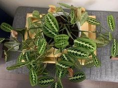 a potted plant sitting on top of a wooden tray