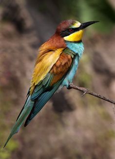 a colorful bird sitting on top of a tree branch