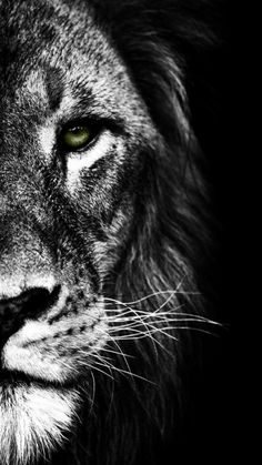 a black and white photo of a lion's face with green eyes in the dark