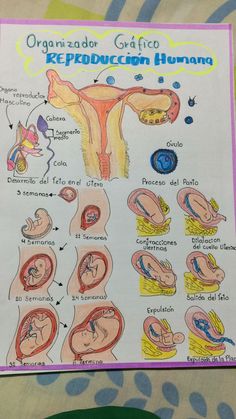 a diagram of the organ and utensils in an infant's stomach is shown