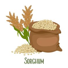 a bag of soy beans next to some ears of wheat on a white background with the word sorghum written below it