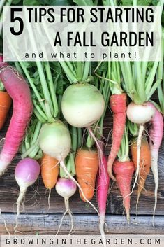 carrots and radishes with text overlay reading 5 tips for starting a fall garden and what to plant