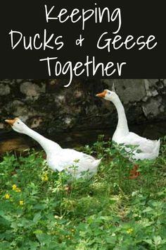 two white ducks sitting in the grass next to each other with text overlay reading keeping ducks and geese together