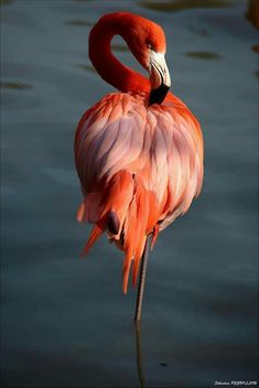 a pink flamingo standing in the water