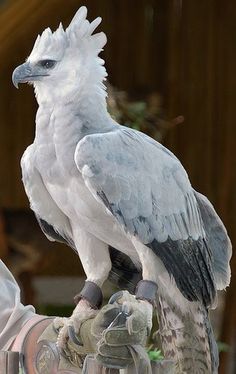 a large white bird sitting on top of a metal pipe