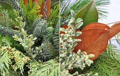 two pictures of evergreens and other plants