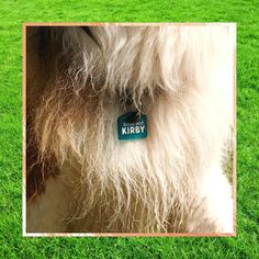 a close up of a dog with a tag on it's collar in the grass