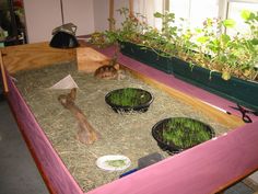 two cats are sitting in the middle of a table with plants growing on top of it