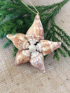 a starfish ornament hanging from a christmas tree