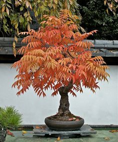 a bonsai tree with orange leaves in a pot