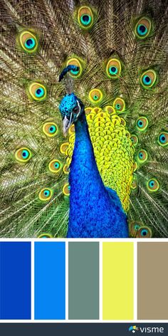 a peacock with its feathers spread out in front of it's color palettes