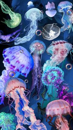 many jellyfish are floating in the water