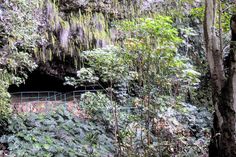 an entrance to a cave in the jungle surrounded by trees and plants with moss growing all over it