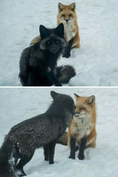 three different pictures of foxes in the snow