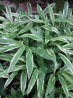 some very pretty green plants in the grass