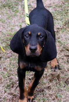 a small black and brown dog standing on top of a grass covered field next to a yellow leash