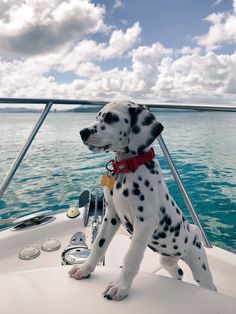 a dalmatian dog sitting on the bow of a boat looking out at the water