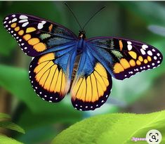 a colorful butterfly sitting on top of a green leaf