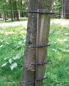 a tree that has been fenced in to a field with grass and trees behind it