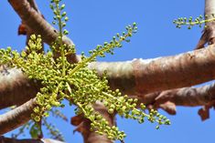 Boswellia Herb Guide, Living Libations, Frankincense Resin, Steam Distillation, Steam, Essential Oils