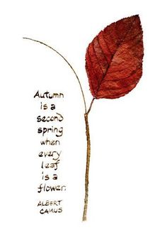 a drawing of a red leaf with the words autumn is a second spring when every last is a flower against white background