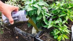 someone is pouring something out of a plastic container into a planter in the garden