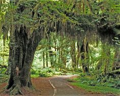 a dirt road surrounded by trees covered in moss