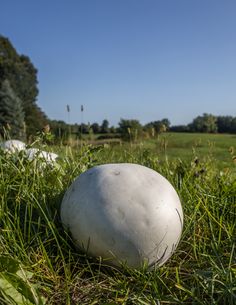 a large white ball sitting in the grass