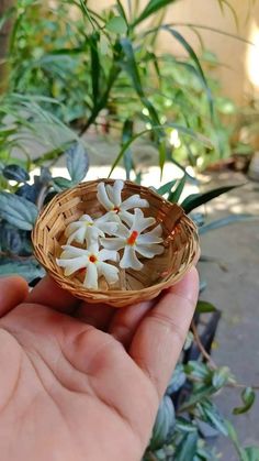 small white flowers are placed in a wicker basket on someone's palm hand