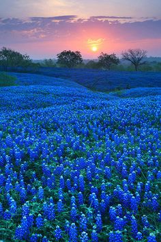 a field full of blue flowers with the sun setting in the background