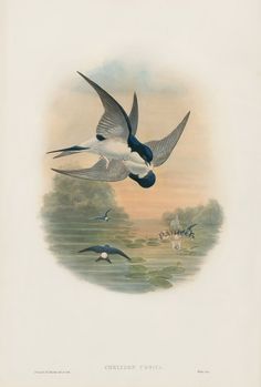 two birds flying over a body of water