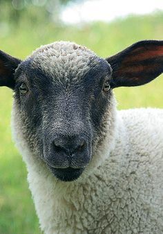 a close up of a sheep in a field