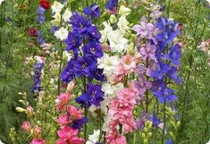 many different colored flowers are in the grass and one is pink, white, blue, and purple