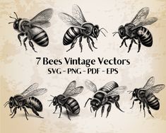 six bees with different markings on them and the words, 7 bees vintage vectorss